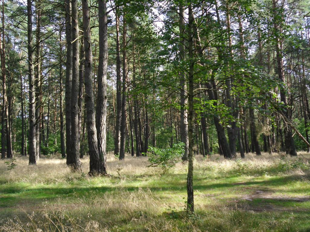 Kastavengrund - Ferienhaeuser Mit Kamin Lychen Zewnętrze zdjęcie